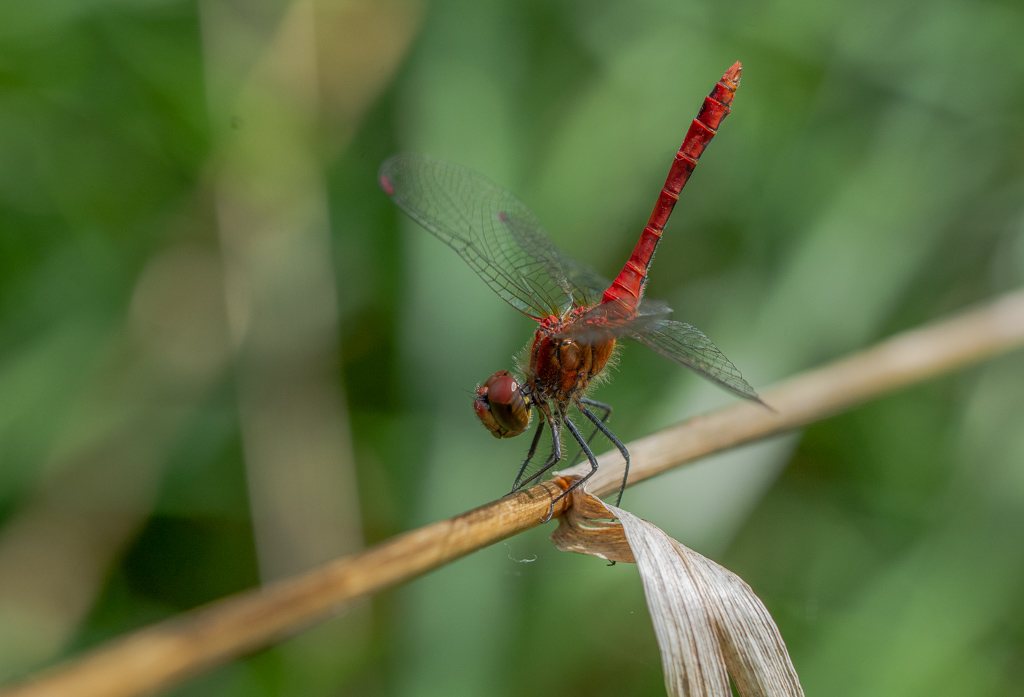 Libellule. sympétrum sanguin (Sympetrum sanguineum) (4).jpg
