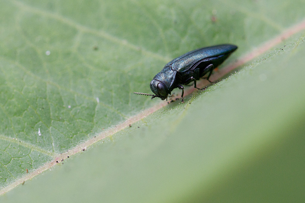 Agrilus cyanescens.jpg