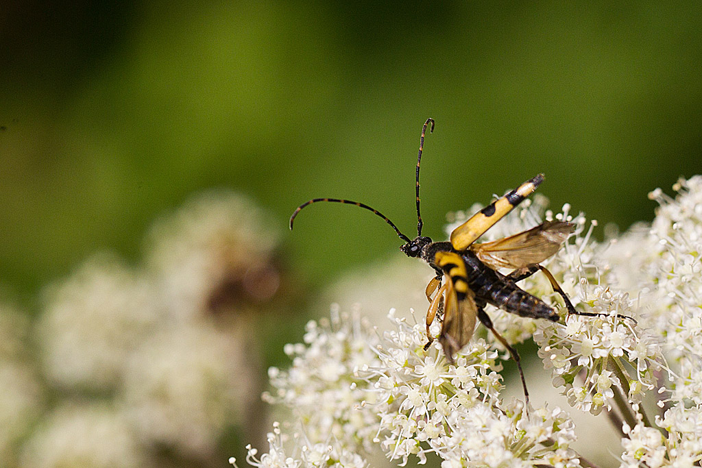 Rutpela maculata.jpg