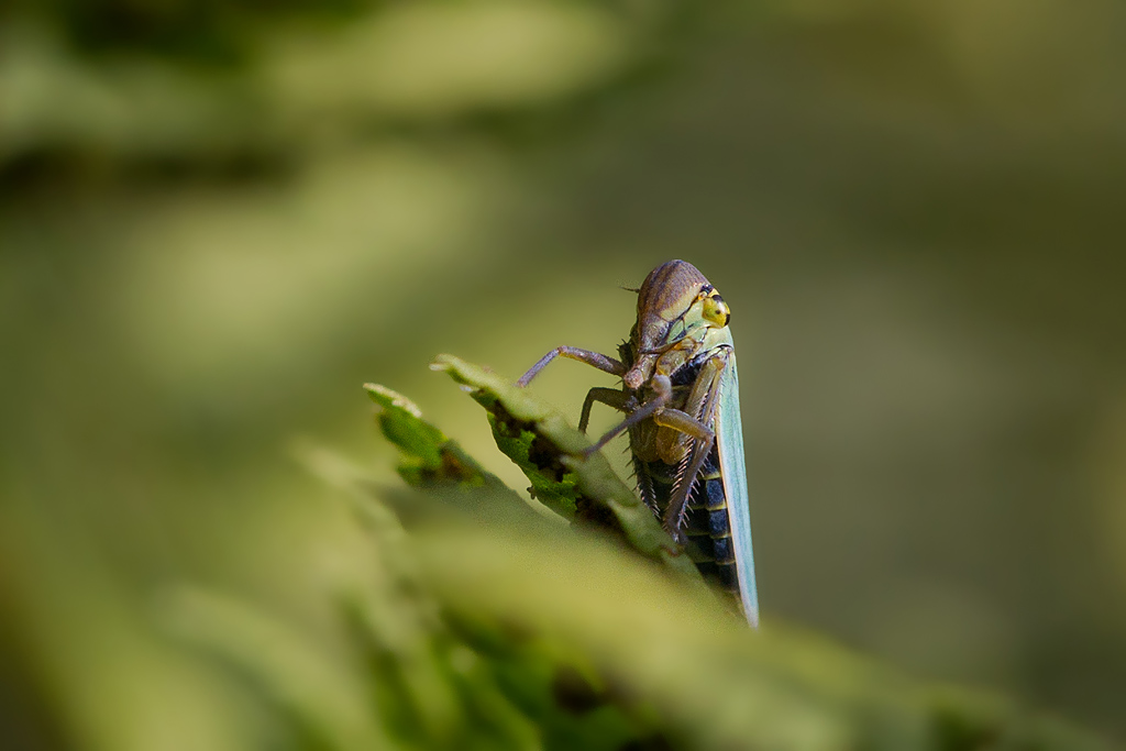 cicadelle verte - Cicadella viridis.jpg
