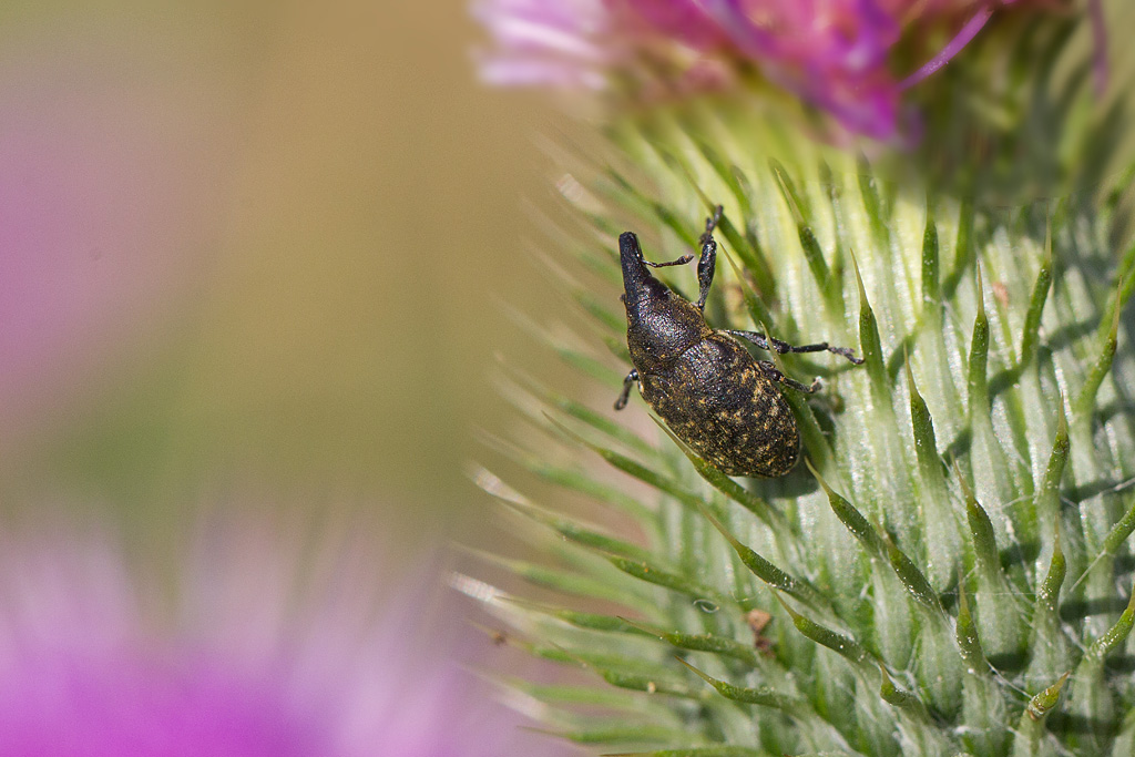 Lixus sp.jpg