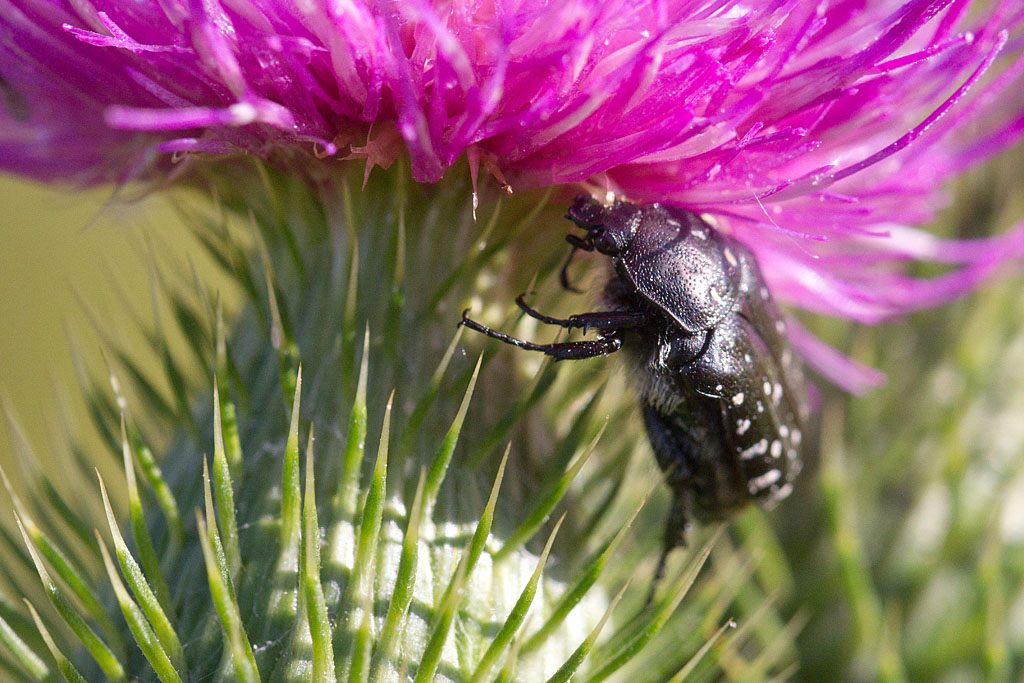 Oxythyrea funesta.jpg