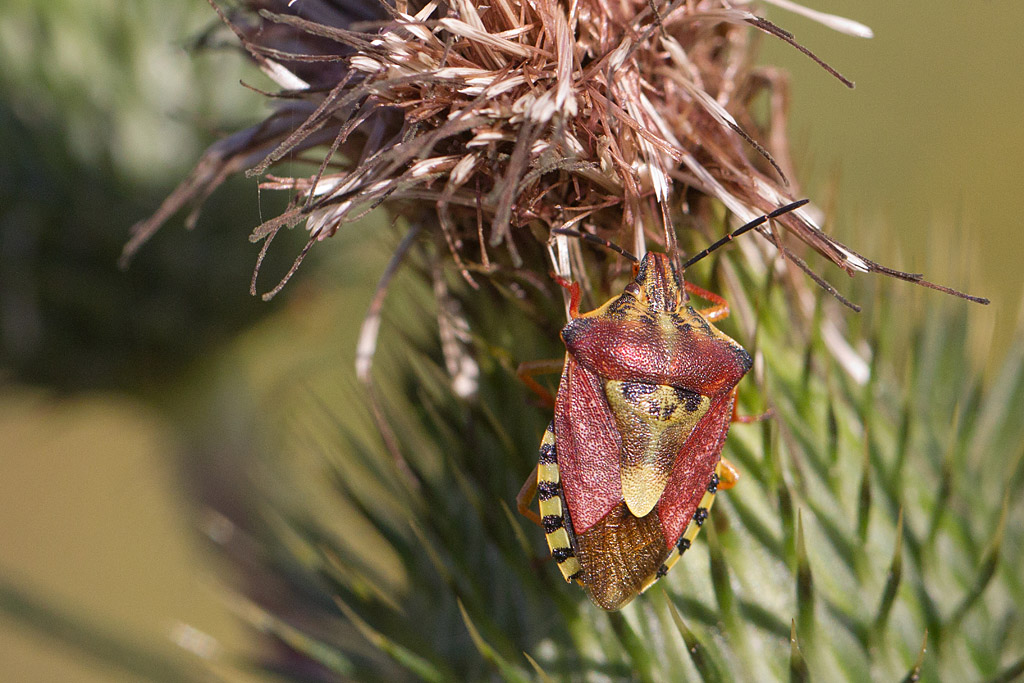 punaise à pattes rouges - Carpocoris purpureipennis.jpg