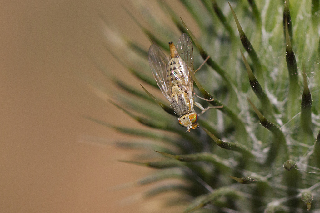 Terellia longicauda.jpg