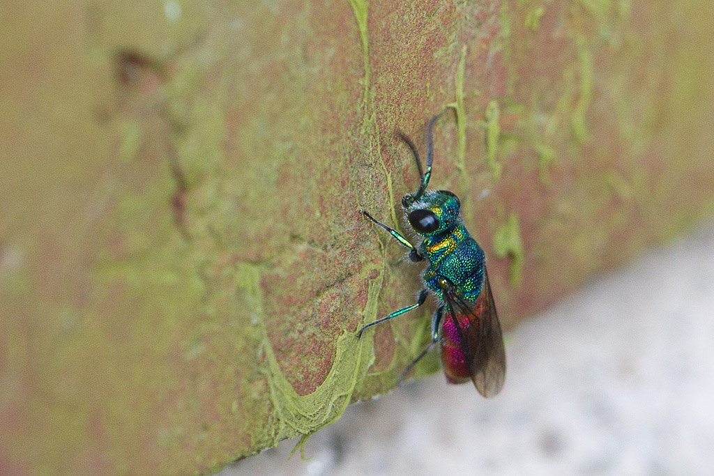 Chrysis sp.jpg