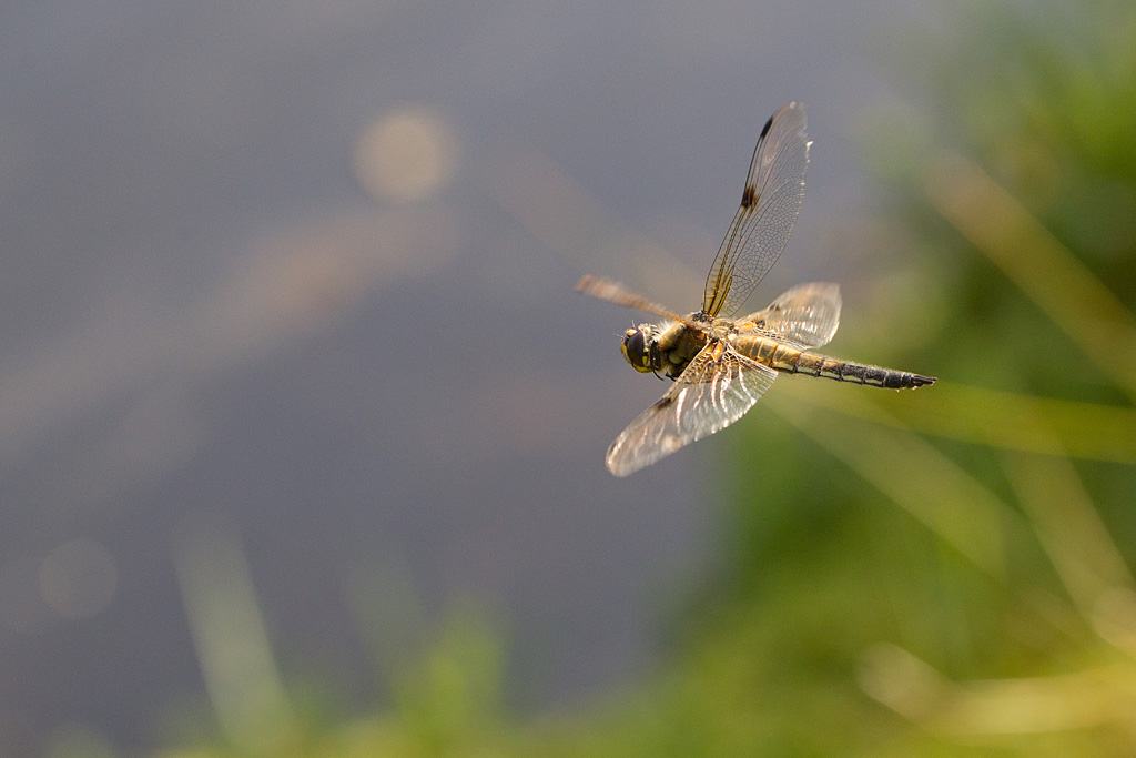 libellule à quatre taches - Libellula quadrimaculata.jpg