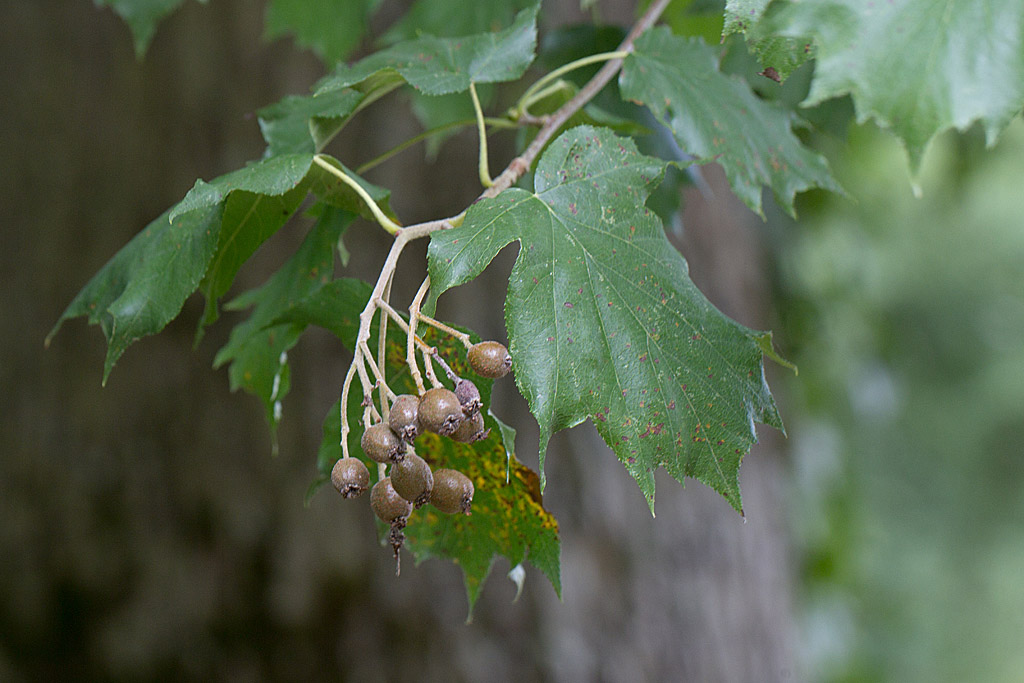 Sorbus torminalis - Alisier torminal.jpg