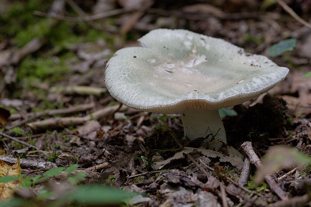 russule verdoyante - Russula virescens.jpg