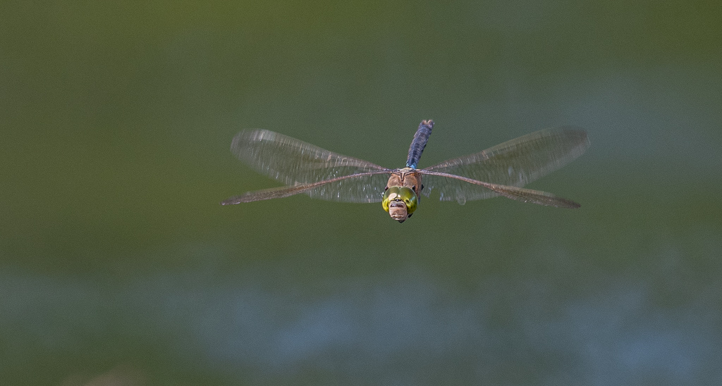 Libellule. L'anax napolitain (Anax parthenope)  (3).jpg