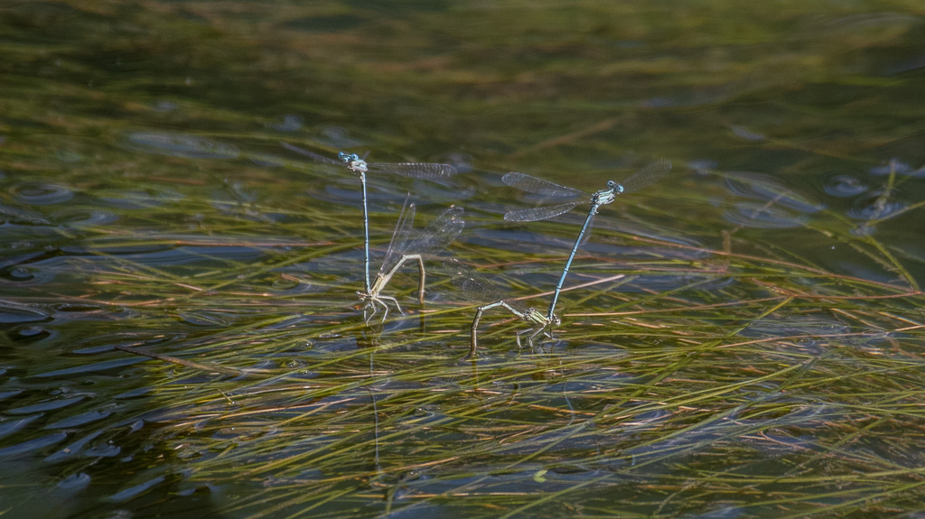 Libellule. Pontes groupées..jpg