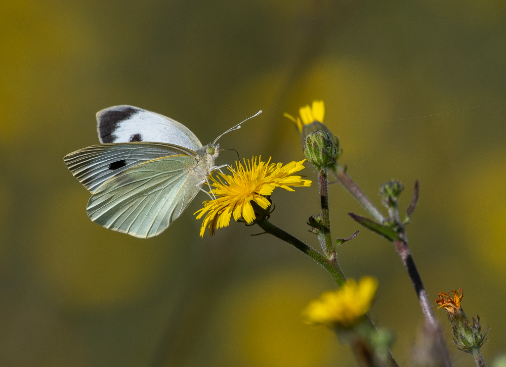 Papillon. Piéride du chou -0- (1).jpg