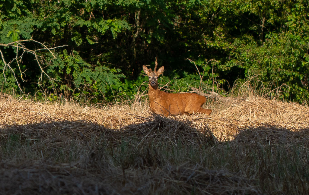 Chevreuil au 90 mm.jpg