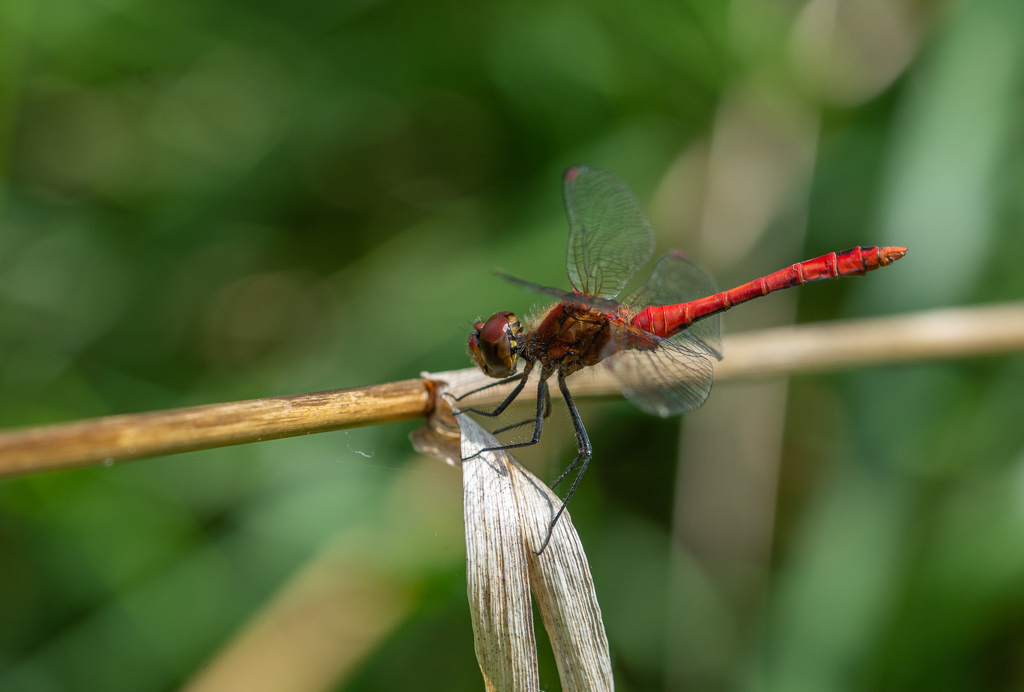Libellule. sympétrum sanguin (Sympetrum sanguineum) (2).jpg