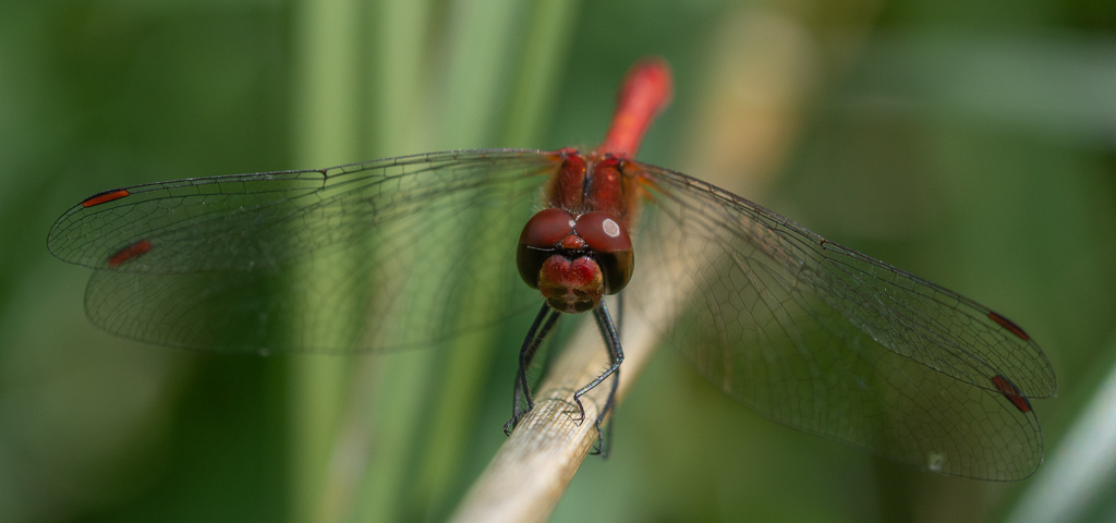 Libellule. sympétrum sanguin (Sympetrum sanguineum) (3).jpg