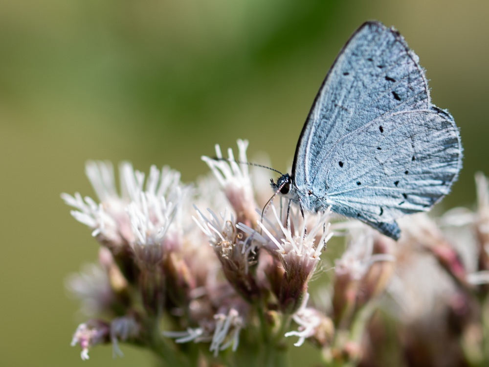 Azure des nerpruns.jpg