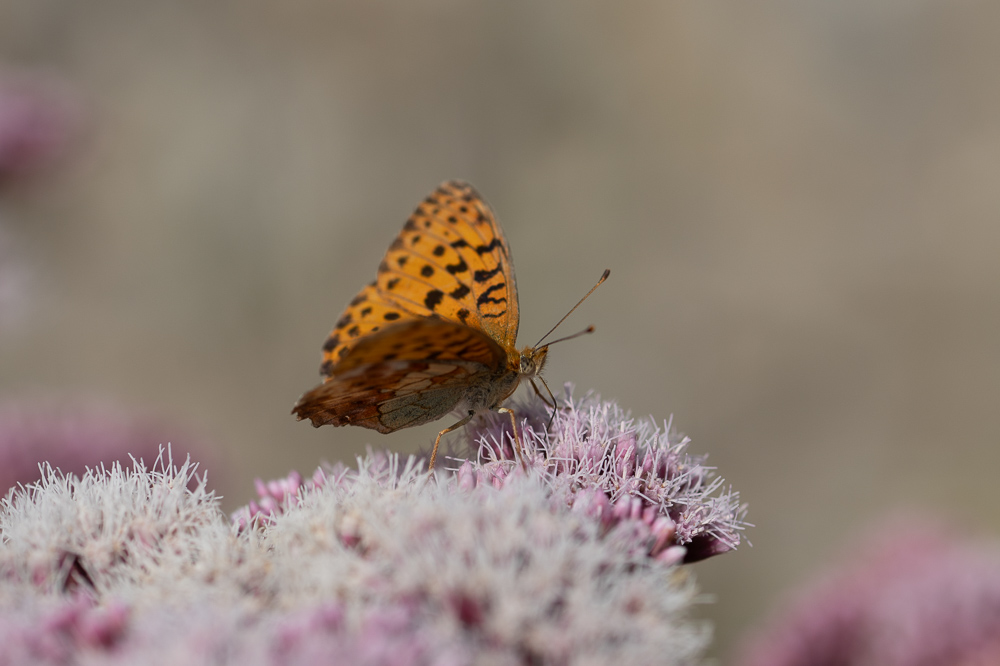 Grand nacre-18.jpg