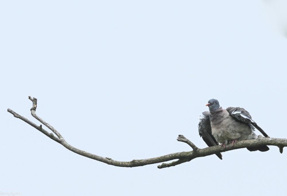 pigeon ramier qui prend un bain de soleil.JPG