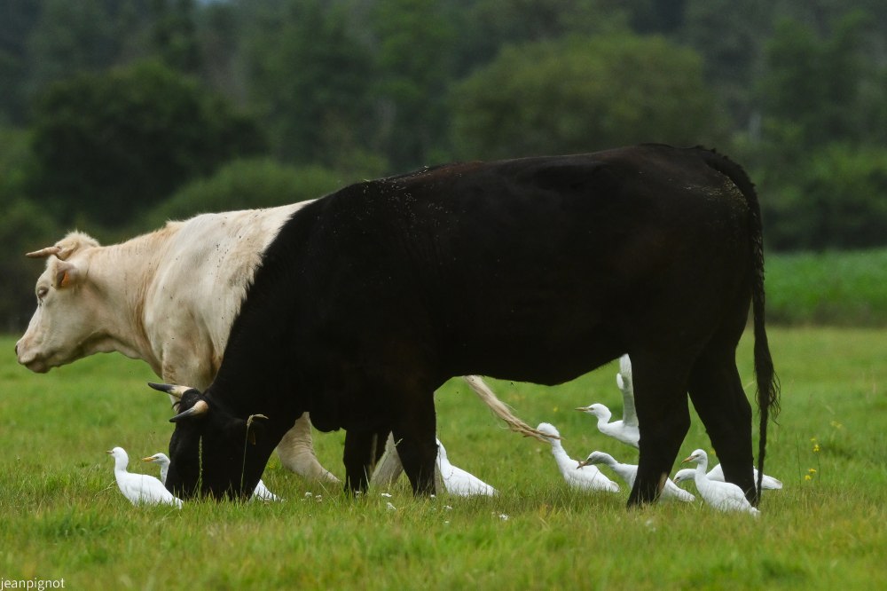 sécance noir et blanc.JPG