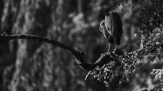 _DSC1121-Enhanced-NR.jpg