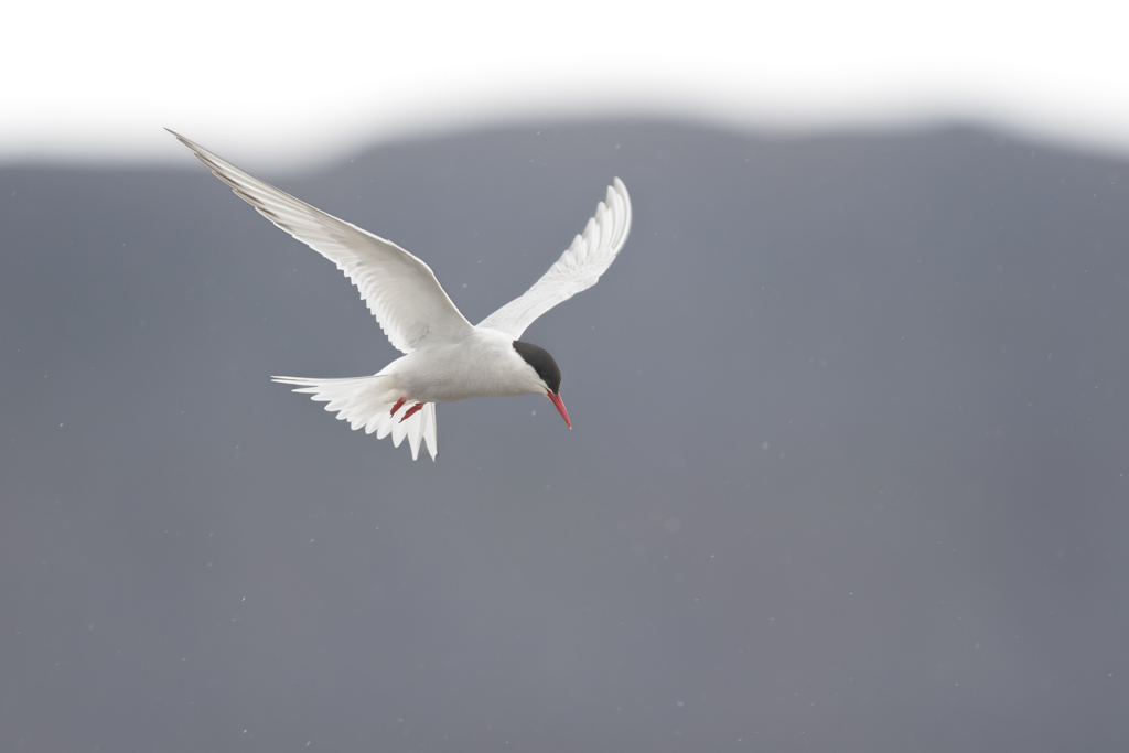 _DSC1565-Avec accentuation-Bruit.jpg