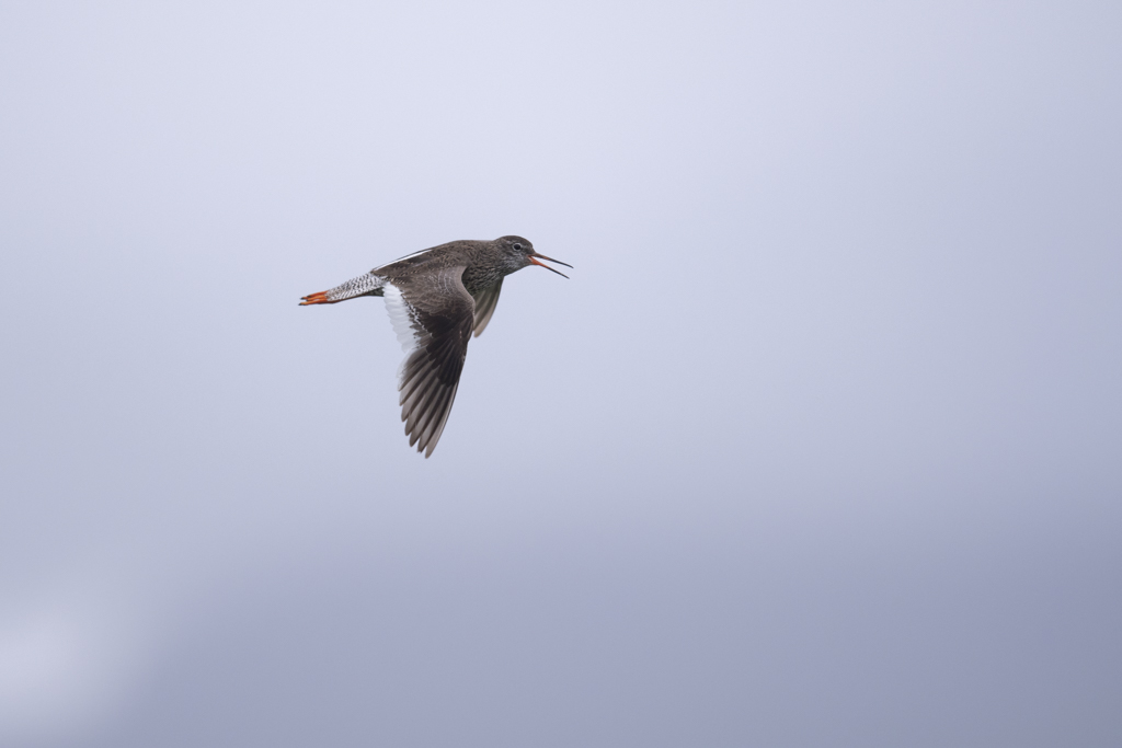 _DSC9524.jpg