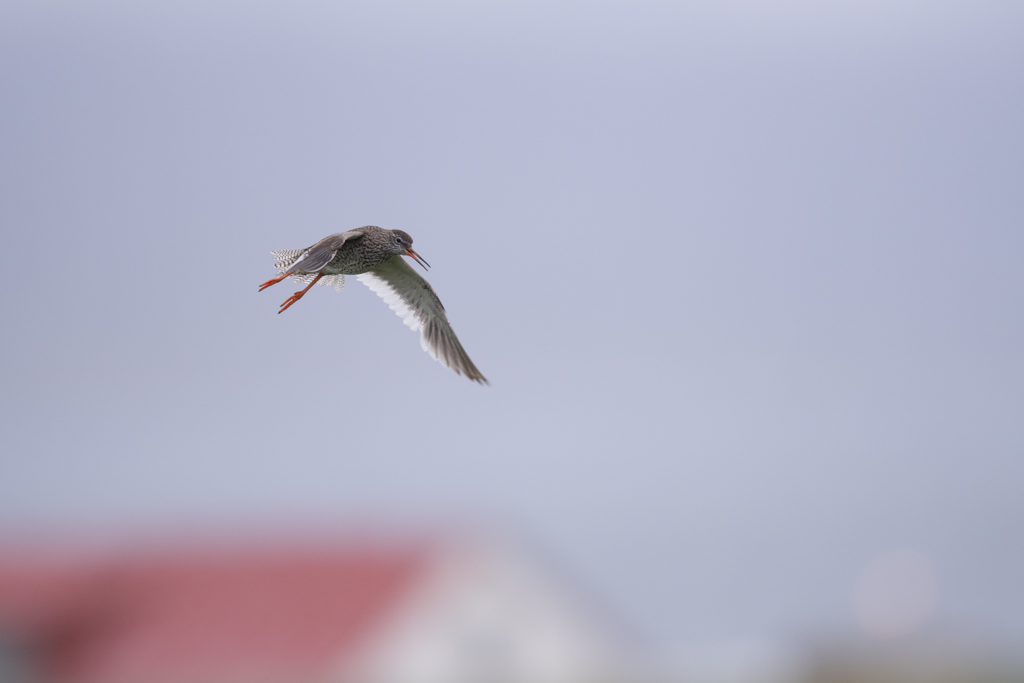 _DSC9517.jpg