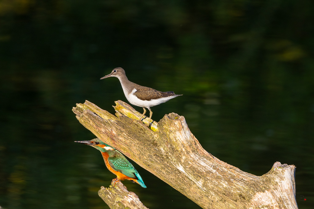 Chevalier guignette (Actitis hypoleucos) Common Sandpiper-50.jpg