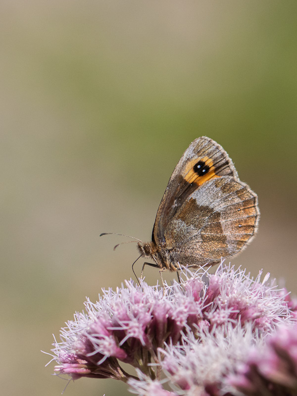 Moire sylvicole-4.jpg