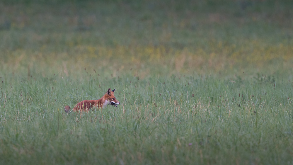 Renard 2024_7.jpg