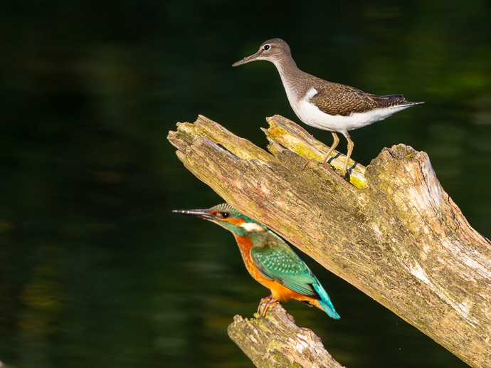Chevalier guignette (Actitis hypoleucos) Common Sandpiper-50.JPG