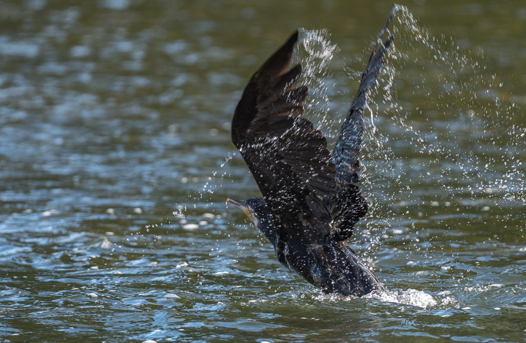 Cormoran -0-.jpg