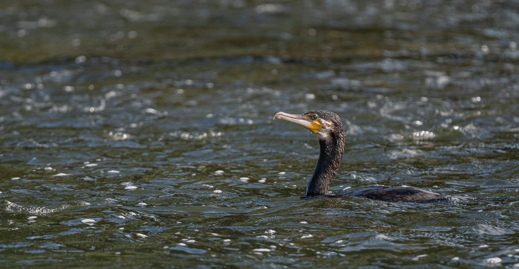 Cormoran -1-.jpg