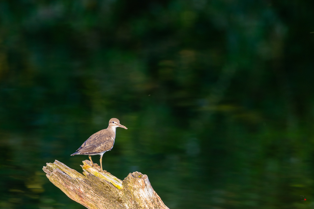 Chevalier guignette (Actitis hypoleucos) Common Sandpiper-44.jpg