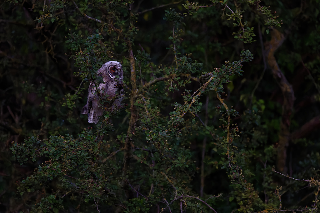 04DSC_2490_DxO.jpg