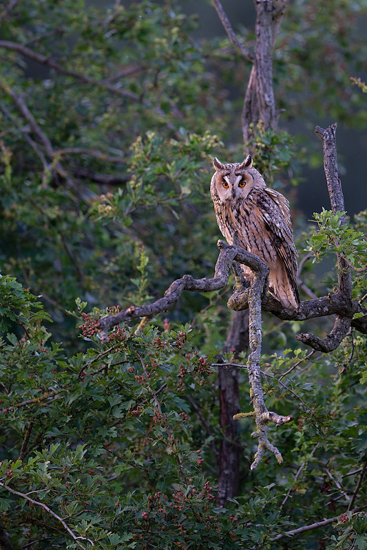 04DSC_7264_DxO_1.jpg