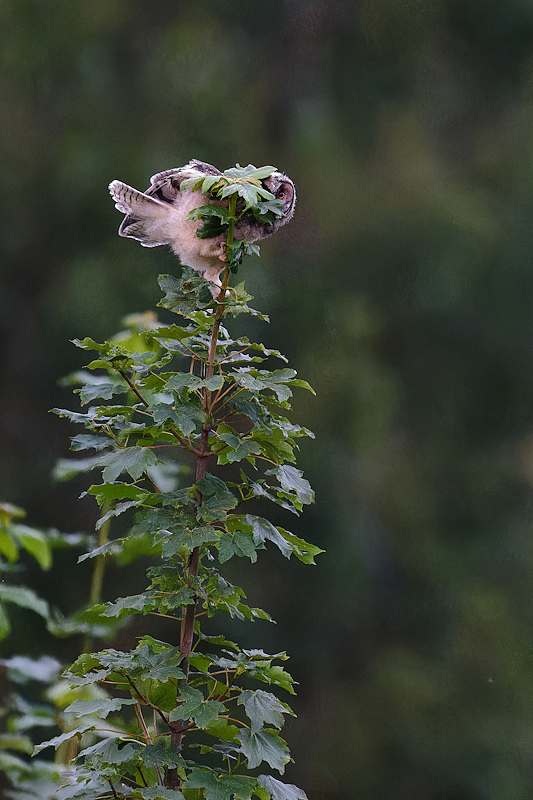 04DSC_9935_DxO.jpg