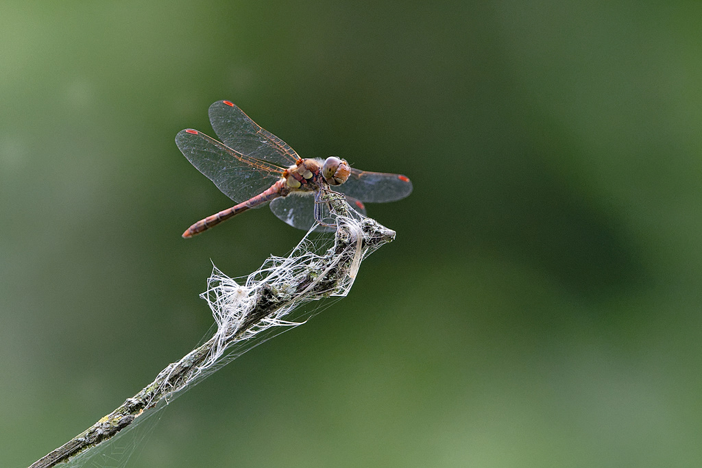 DSC_4852_DxO.jpg
