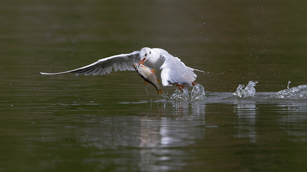 DSC_5152_DxO.jpg