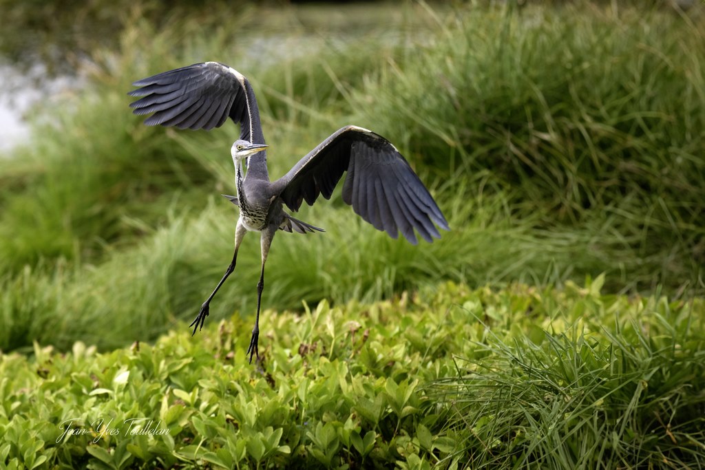 DSC_heron sur le trieux 3copie (Copier).jpg