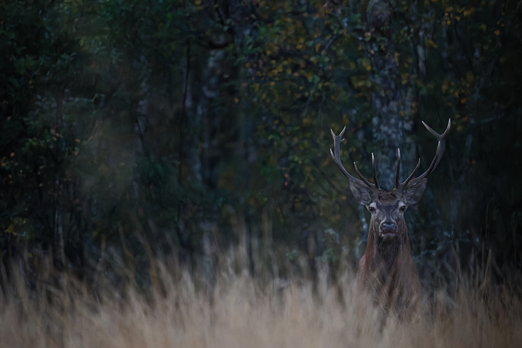 04_VERJUS_Gengoux_Un Cerf bien matinal.jpg