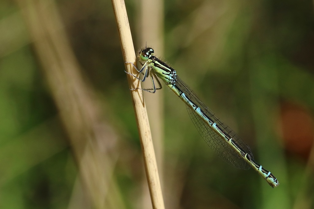 6 IMG_♀1.JPG
