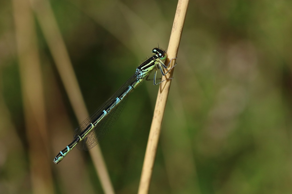 7 IMG_1700X♀1.JPG
