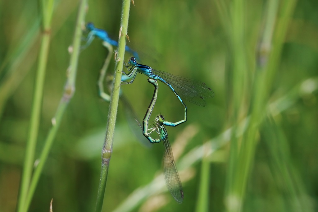 11 IMG_6999X.JPG