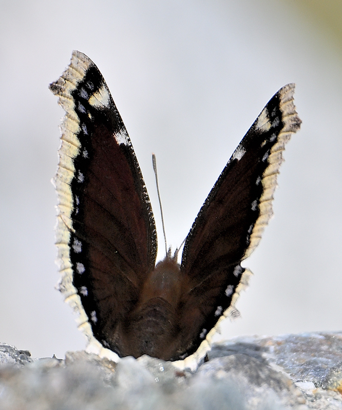 ZSC_3279.jpg