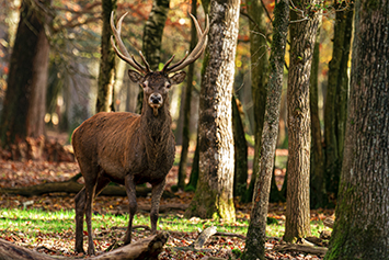 IMG_4091 réduite.jpg