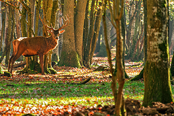 IMG_4153 réduite.jpg