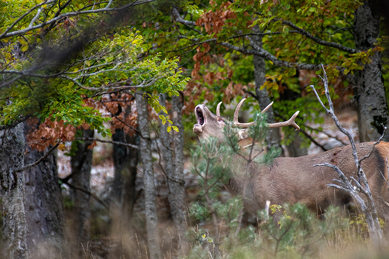 Brame du cerf.jpg