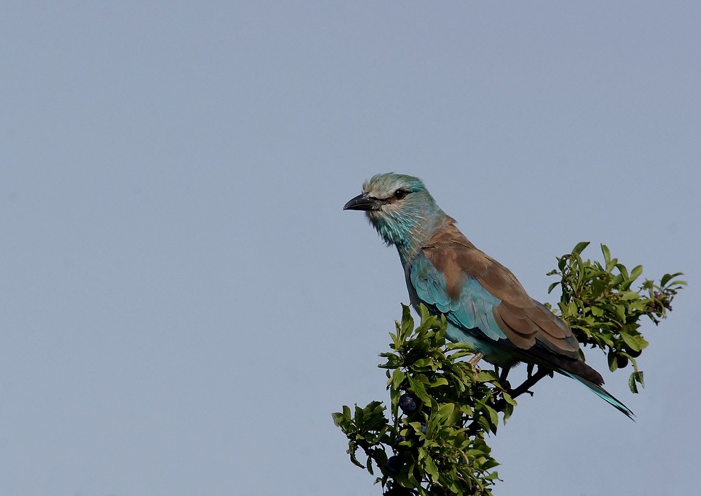 DSC07526 - Copie.JPG
