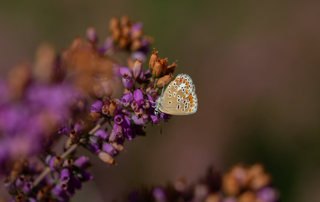 Papillon - Azuré commun -1-.jpg