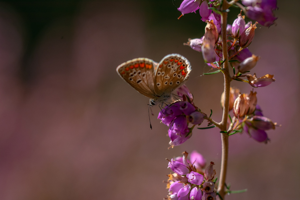Papillon - Azuré commun.jpg